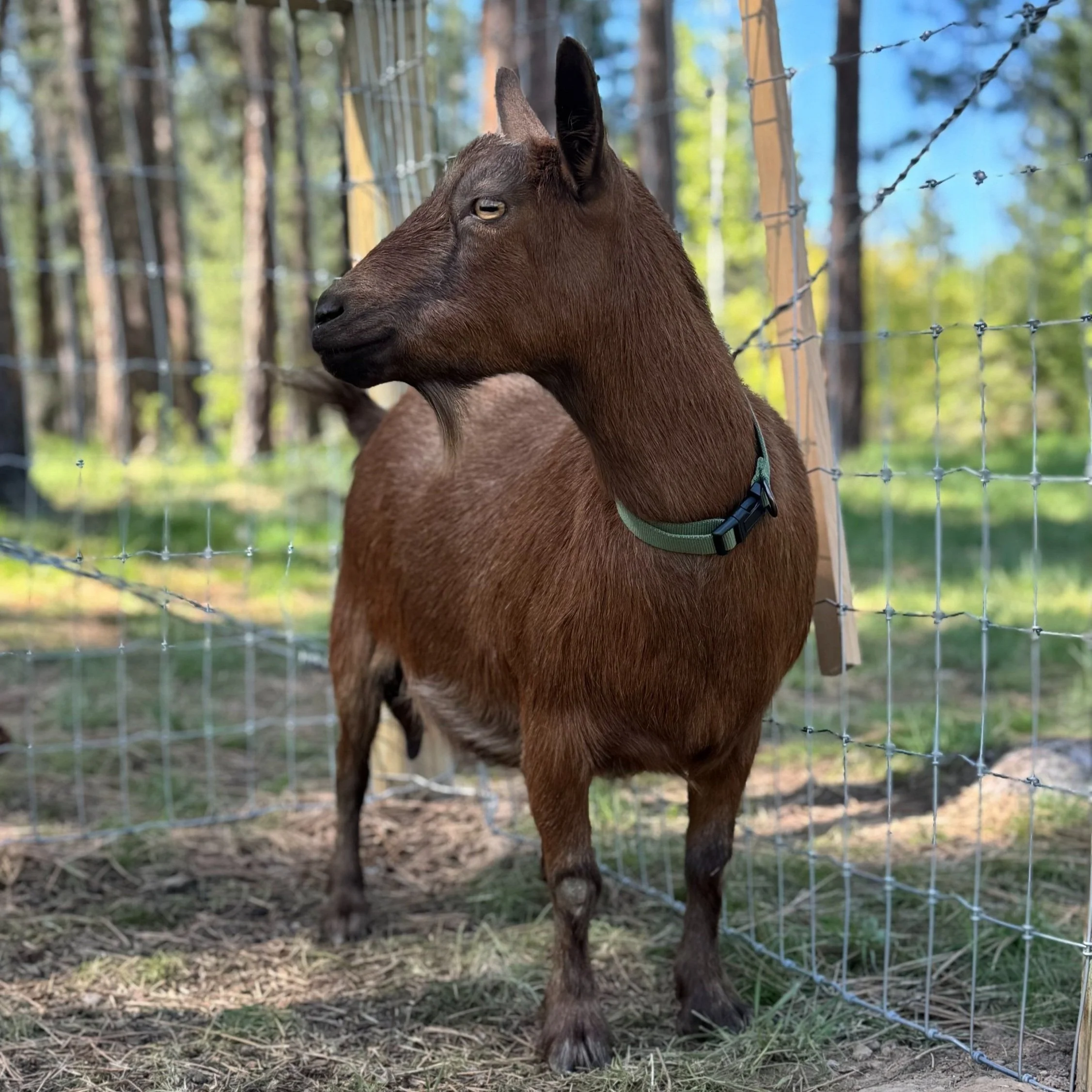 Bootsy Garden - Farm Fresh Goods - ADGA Nigerian Dwarf Goats